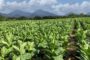 «San Juan se encamina a convertirse en centro de producción de tabaco», asegura Miguel Canó