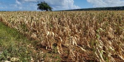 Producción agrícola ha sido afectada entre un 7% y 10% por la sequía