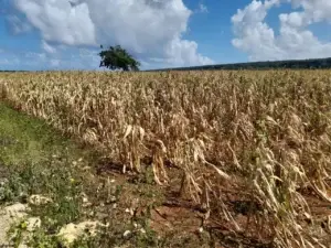 Sequía causa daños millonarios a cultivo de maíz y otros sembradíos agrícolas de Luperón