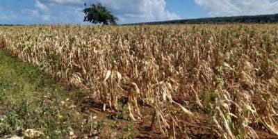 Sequía causa daños millonarios a cultivo de maíz y otros sembradíos agrícolas de Luperón