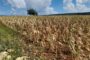 Sequía causa daños millonarios a cultivo de maíz y otros sembradíos agrícolas de Luperón