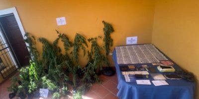 Hombre de 70 años tenía un “vivero”, de marihuana en el patio de su casa