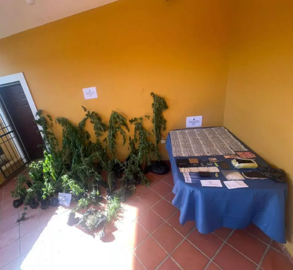 Hombre de 70 años tenía un “vivero”, de marihuana en el patio de su casa