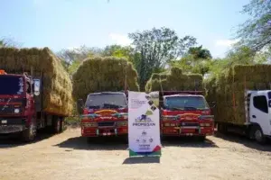 Gobierno entrega pacas de pasto y agua a ganaderos afectados por sequía