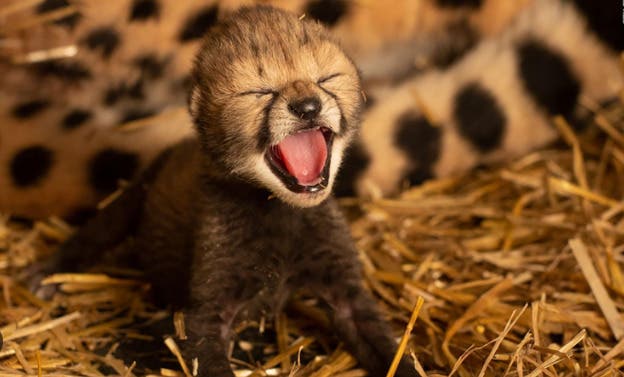 Nacen en la India las primeras crías de guepardo en siete décadas