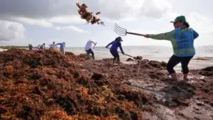 Una masa de casi 9.000 kms de sargazo avanza hacia el Caribe y Florida