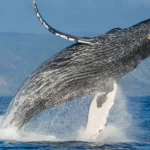 El 80% de las ballenas jorobadas del Atlántico nace en aguas dominicanas
