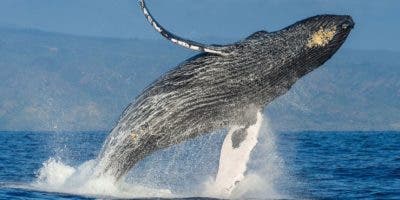 El país apuesta a la preservación de la  ballena jorobada