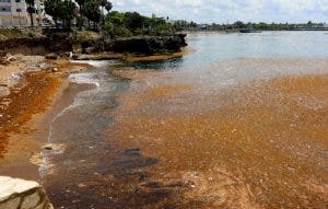 Presencia sargazos, notoria en malecón