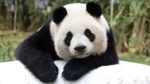 La panda gigante Ya Ya está lista para su regreso de EE.UU. a China