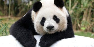 La panda gigante Ya Ya está lista para su regreso de EE.UU. a China