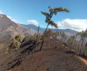 Medio Ambiente restaurará área afectada parque