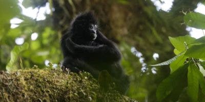 Chucantí, una reserva en el Darién de Panamá con una biodiversidad abrumadora