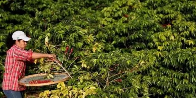 Mujeres del campo dominicano apuestan por fruta y café para un futuro mejor
