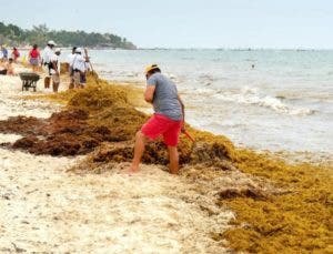 Universidad investiga cómo extraer fármacos del sargazo que invade playas dominicanas