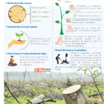 Los métodos alternativos a la quema para preparación del terreno agrícola