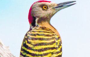 El pájaro carpintero, un ave que ayuda a sus iguales al crear nidos