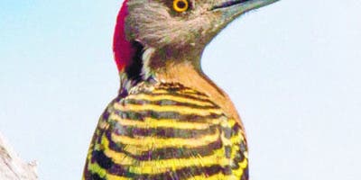 El pájaro carpintero, un ave que ayuda a sus iguales al crear nidos