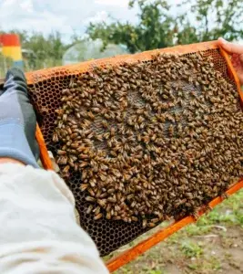 El país  celebra el Día Mundial de las Abejas