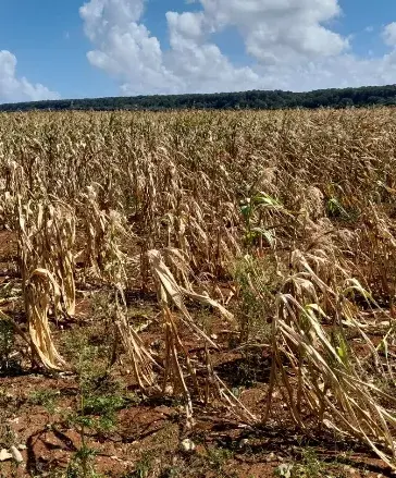 La zona este y sur del país afectadas por escasas lluvias