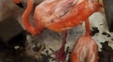 Flamencos y otras aves son atrapadas para venderlos