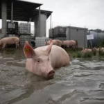 Entre la Peste Africana y las importaciones de carne de cerdo, productores demandan apoyo