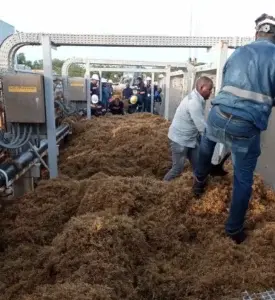 Punta Catalina mantiene amplio equipo activo para contener impacto del sargazo