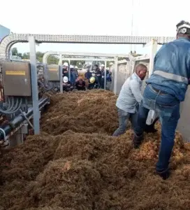 Unidad 2 de Punta Catalina fuera de operación temporalmente por sargazo