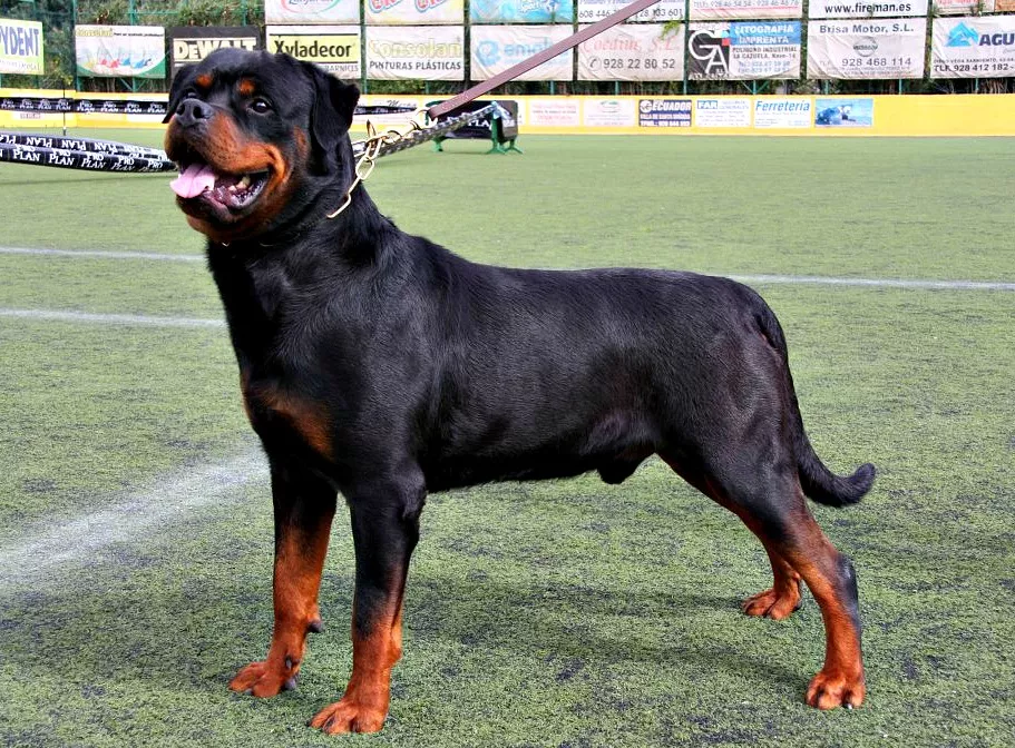 Científicos descubren que esta raza de perro es más agresiva que los rottweilers