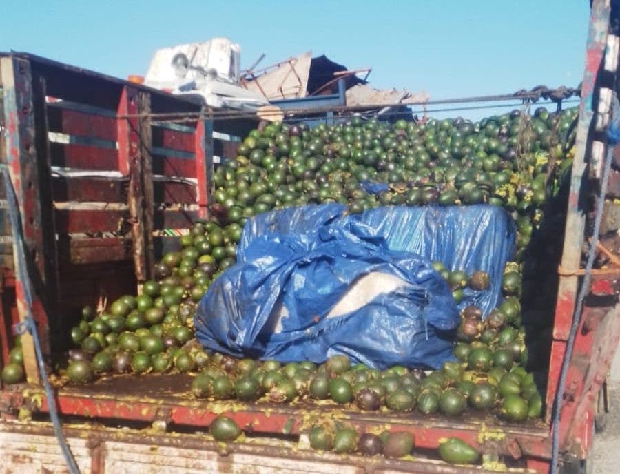 Ocupan 1,945 libras de marihuana en camión que trasladaba aguacates en Pedernales