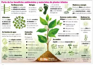 En Día Nacional Árbol resaltan su valor y necesidad de plantar