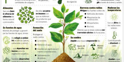 En Día Nacional Árbol resaltan su valor y necesidad de plantar