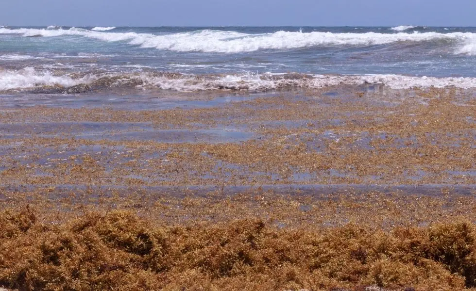 Se calcula que este año a la costas del Caribe entren 30 millones de toneladas de sargazo
