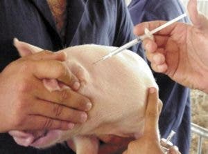 Veterinarios denuncian agricultura autoriza importar vacunas no certificada contra la peste porcina