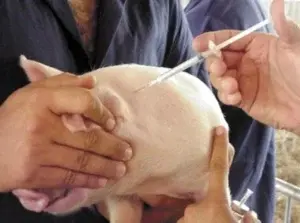 Veterinarios denuncian agricultura autoriza importar vacunas no certificada contra la peste porcina