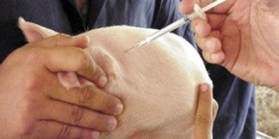 Veterinarios denuncian agricultura autoriza importar vacunas no certificada contra la peste porcina