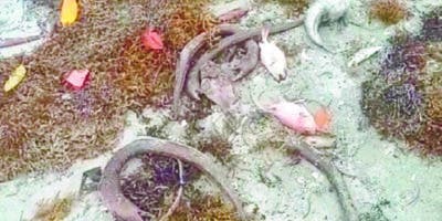 Ambiente, sin respuesta muerte de peces Azua