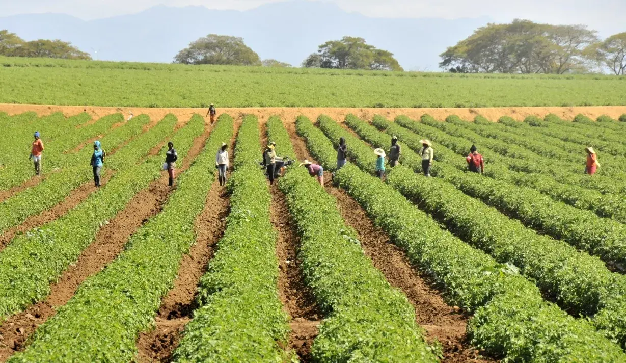 En el país no se prevé la escasez de alimentos