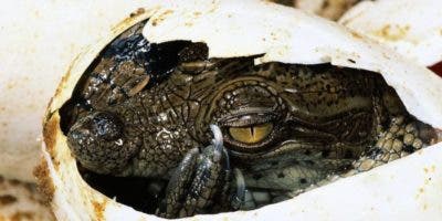 El extraordinario caso de un cocodrilo hembra que se embarazó sin ayuda de un macho en Costa Rica