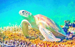 Tortugas marinas entre las especies más afectadas por arribo del sargazo