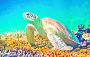 Tortugas marinas entre las especies más afectadas por arribo del sargazo