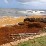 Activan operativo nacional ante llegada masiva de sargazo en la región Este