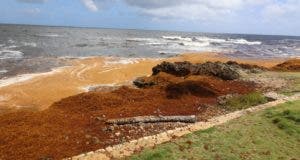 El sargazo incide en paisaje marino del Malecón y en  la pesca artesanal