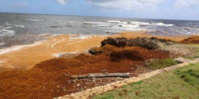 El sargazo incide en paisaje marino del Malecón y en  la pesca artesanal