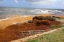 El sargazo incide en paisaje marino del Malecón y en  la pesca artesanal