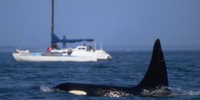 Las posibles razones de los crecientes «ataques» de grupos de orcas contra embarcaciones