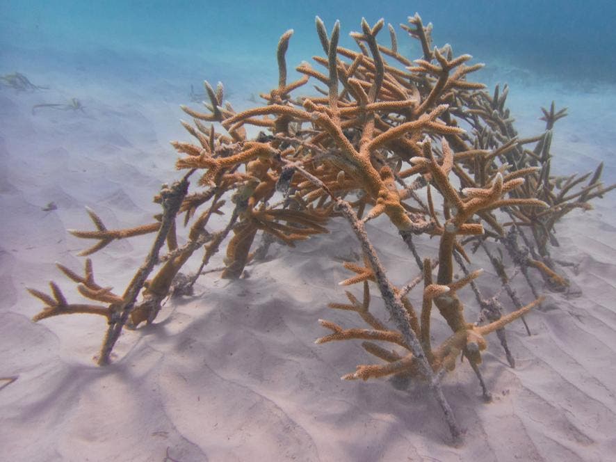 Cap Cana: un constante compromiso en preservar el medio ambiente