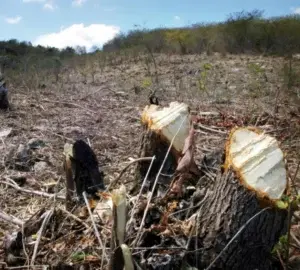 Día Mundial del Ambiente encuentra al planeta en profunda crisis ecológica