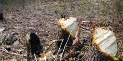 Día Mundial del Ambiente encuentra al planeta en profunda crisis ecológica