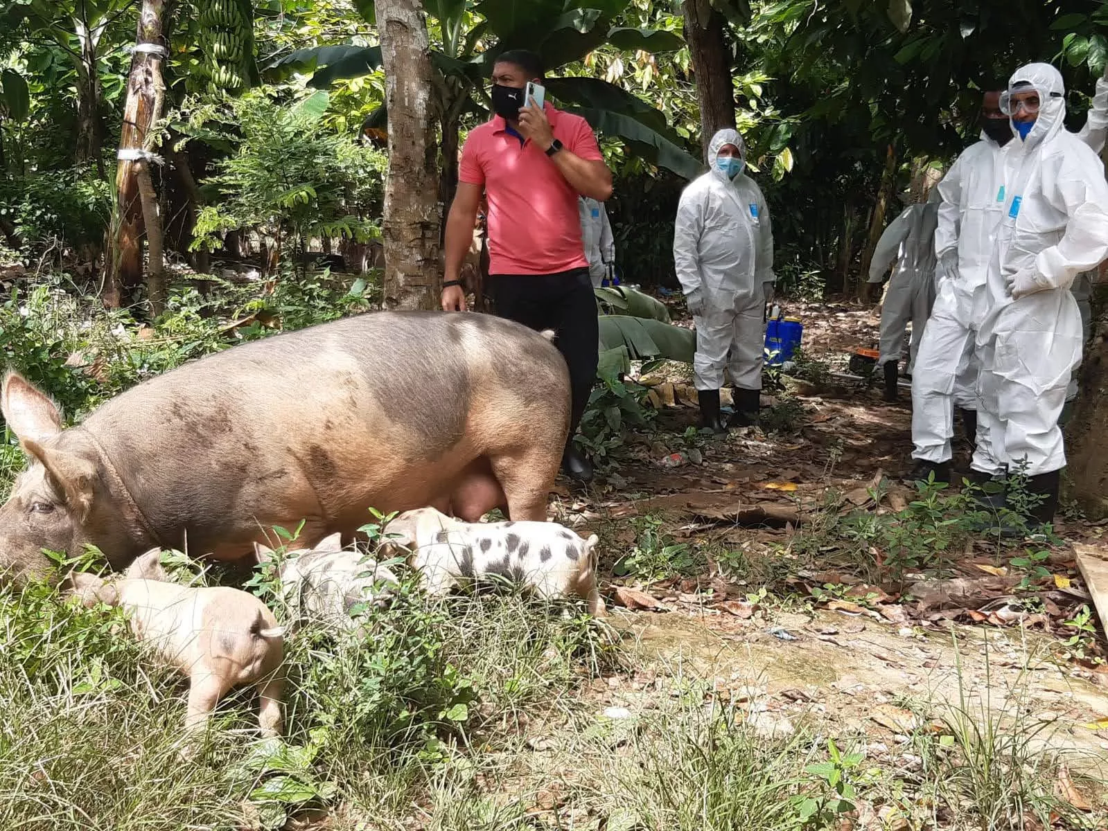 RD inicia aplicación de vacuna desarrollada por científicos vietnamitas y de EEUU contra la fiebre porcina